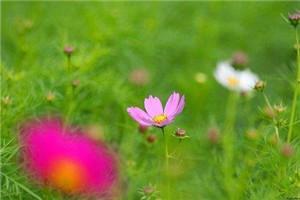 被前任渣后我和他的死对头he了——墨分茶