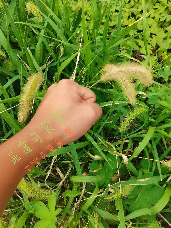 风月不知你薄情全文免费阅读