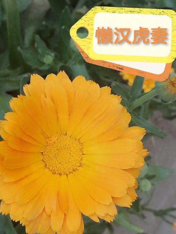 宋颜楚尘 梁少